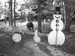 Black bear walking near the snowman on August 12, 2007