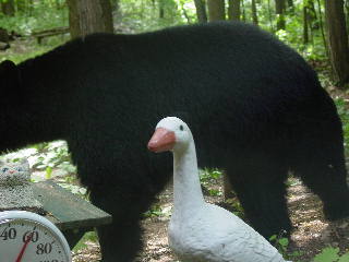 The duck is glad it has AFLAC!