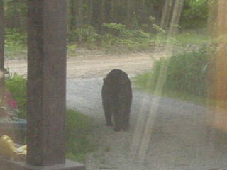 Black bear walking down the driveway in Gaylord Michigan.