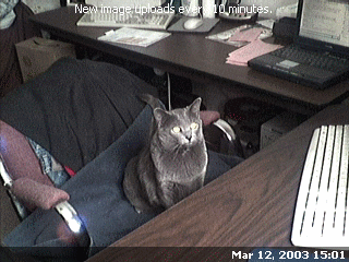 Sassy the cat sitting in the office chair watching the turkeys through the window.