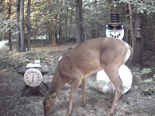 Deer having a little snack before heading back into the woods. June 19, 2007